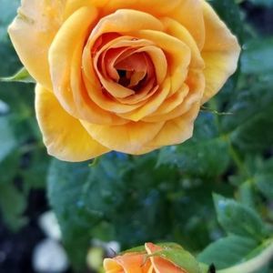 Meet your Posher, Alisha